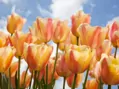 Tulipán Apricot Foxx