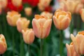 Tulipán Apricot Foxx