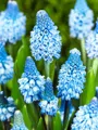 Modřenec azurový - Muscari azureum