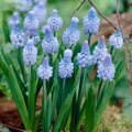 Modřenec azurový - Muscari azureum