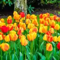 Tulipán Beauty of apeldoorn