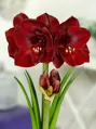 Hvězdník - Amaryllis Benfica