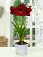 Hvězdník - Amaryllis Benfica