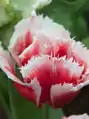 Tulipán Canasta