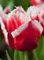 Tulipán Canasta
