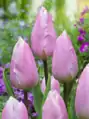 Tulipán Candy Prince