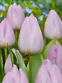 Tulipán Candy Prince