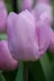 Tulipán Candy Prince
