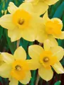 Narcis Carlton