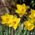 Narcis Carlton