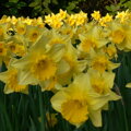 Narcis Carlton