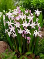 Ladonička Pink giant - Chionodoxa