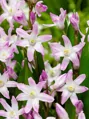 Ladonička Pink giant - Chionodoxa
