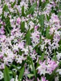 Ladonička Pink giant - Chionodoxa