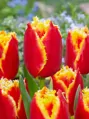 Tulipán Davenport