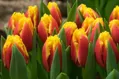 Tulipán Davenport