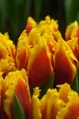 Tulipán Davenport
