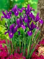 Kosatec Purple sensation (hollandica)