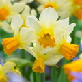 Narcis Eaton song