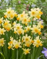 Narcis Eaton song
