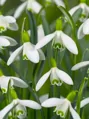 Sněženka podsněžník - Galanthus nivalis