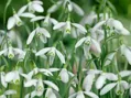 Sněženka podsněžník - Galanthus nivalis