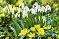 Sněženka podsněžník - Galanthus nivalis