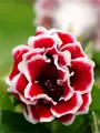 Gloxinia Kaiser Friedrich