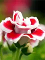 Gloxinia Kaiser Friedrich