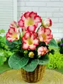 Gloxinia Tigrina red