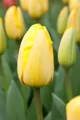 Tulipán Golden parade