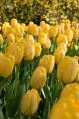 Tulipán Golden parade