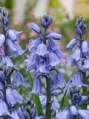 Hyacintovec španělský - Hyacinthoides hispanica