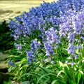 Hyacintovec španělský - Hyacinthoides hispanica