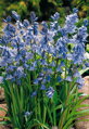 Hyacintovec španělský - Hyacinthoides hispanica