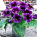 Gloxinia Hollywood