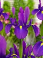 Kosatec Purple sensation (hollandica)