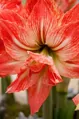 Hvězdník - Amaryllis Lady Jane