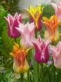Tulipán liliokvětý - směs barev