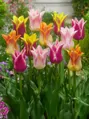 Tulipán liliokvětý - směs barev