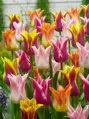 Tulipán liliokvětý - směs barev