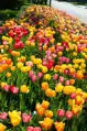 Tulipán darwinův - směs barev