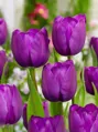 Tulipán Negrita