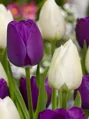 Tulipán Negrita