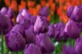 Tulipán Negrita