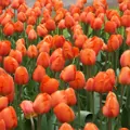 Tulipán Orange brilliant
