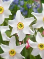 Narcis Poeticus recurvus pheasant eye