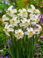 Narcis Poeticus recurvus pheasant eye