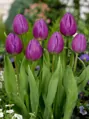 Tulipán Purple flag