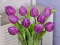 Tulipán Purple flag